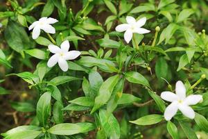 Gerdenia Crape Jasmine,Beautiful white flower with background photo