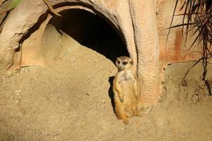 Meerkat stands near the burrow. photo