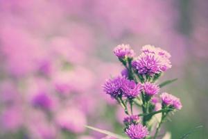 Beautiful flowers of chrysanthemums with in the garden. photo