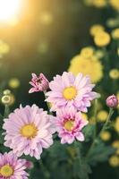 hermosas flores de crisantemos con enfoque suave y fondo borroso. foto