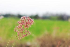 Selective of grass in the field with blur background. photo