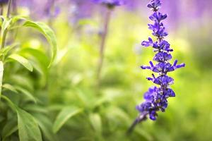 colorful lavender flowers in the garden with selective focus lavender flower. photo