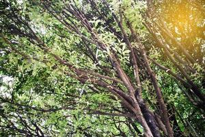 Green leaves and branches background for abstract texture environment. photo