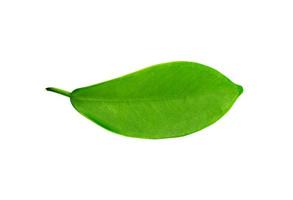 leaf on white background. photo