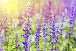 lavender flowers and soft light nature with blur background.