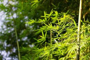 bambú de patrón en la superficie con naturaleza ligera. foto