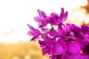 flor de orquídea de cerca, flores de orquídea frescas en el jardín con luz natural foto