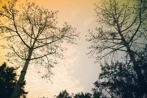 puesta de sol de árbol vintage en verano con tono oscuro. foto