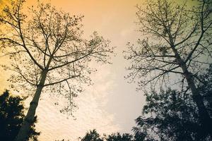 Vintage tree sunset in summer with dark tone. photo