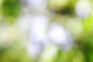 Beautiful background of bokeh leaves with blurred background photo