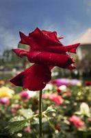 rosas recién florecientes en el jardín y luz natural al atardecer. foto