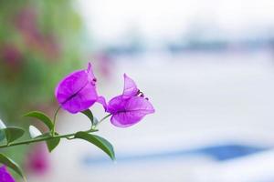 Beautiful Bougainvillea flowers on texture background. photo