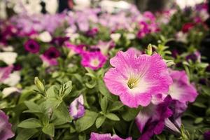 Close up of petunia flowers in the park and blur background. photo