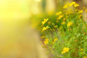 Close up of colorful Little yellow star flowers with light nature and green leaf,cover background. photo