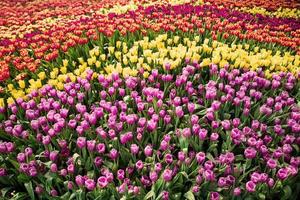 Colorful tulips in the garden with natural light. photo