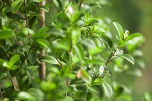 Selective of green leaf pattern on the surface with blur background. photo