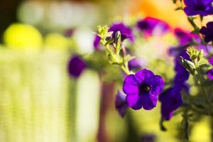 Refreshing petunia in the garden with light. photo