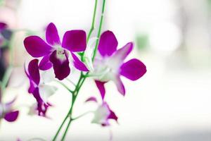 Close up of purple orchid in the garden. photo