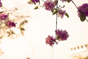 Beautiful Lagerstroemia speciosa flower isolated on white background. photo