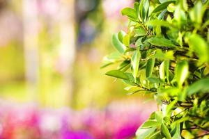 Green leaf pattern with cover background. photo