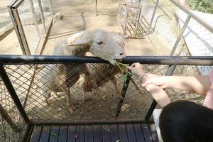 Beautiful sheep with morning sunshine. photo