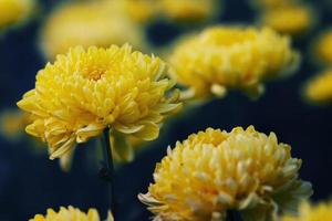 yellow marigold and blur background with soft focus in the garden. photo