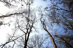 Beautiful autumn season forest with blue sky. photo