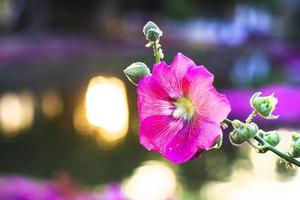 Pink hollyhock flower with sunset in the park photo