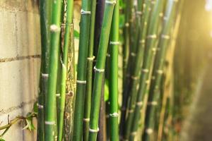 bambú de patrón en la superficie con naturaleza ligera. foto