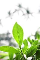 Close up of green leaf with light nature. photo