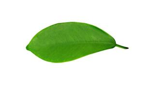 leaf on white background. photo