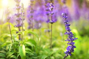 colorful lavender flowers in the garden with selective focus lavender flower. photo