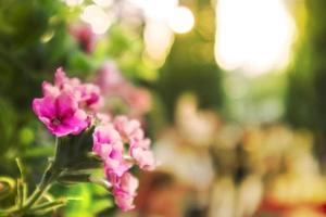 Blur pink flower with light nature and cover background. photo