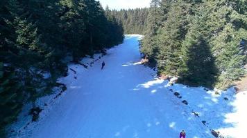 Skiing. Skiing through pine forests. video