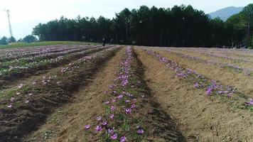 vista coletada de flores de açafrão colhidas. linha de açafrão roxo em campo. video