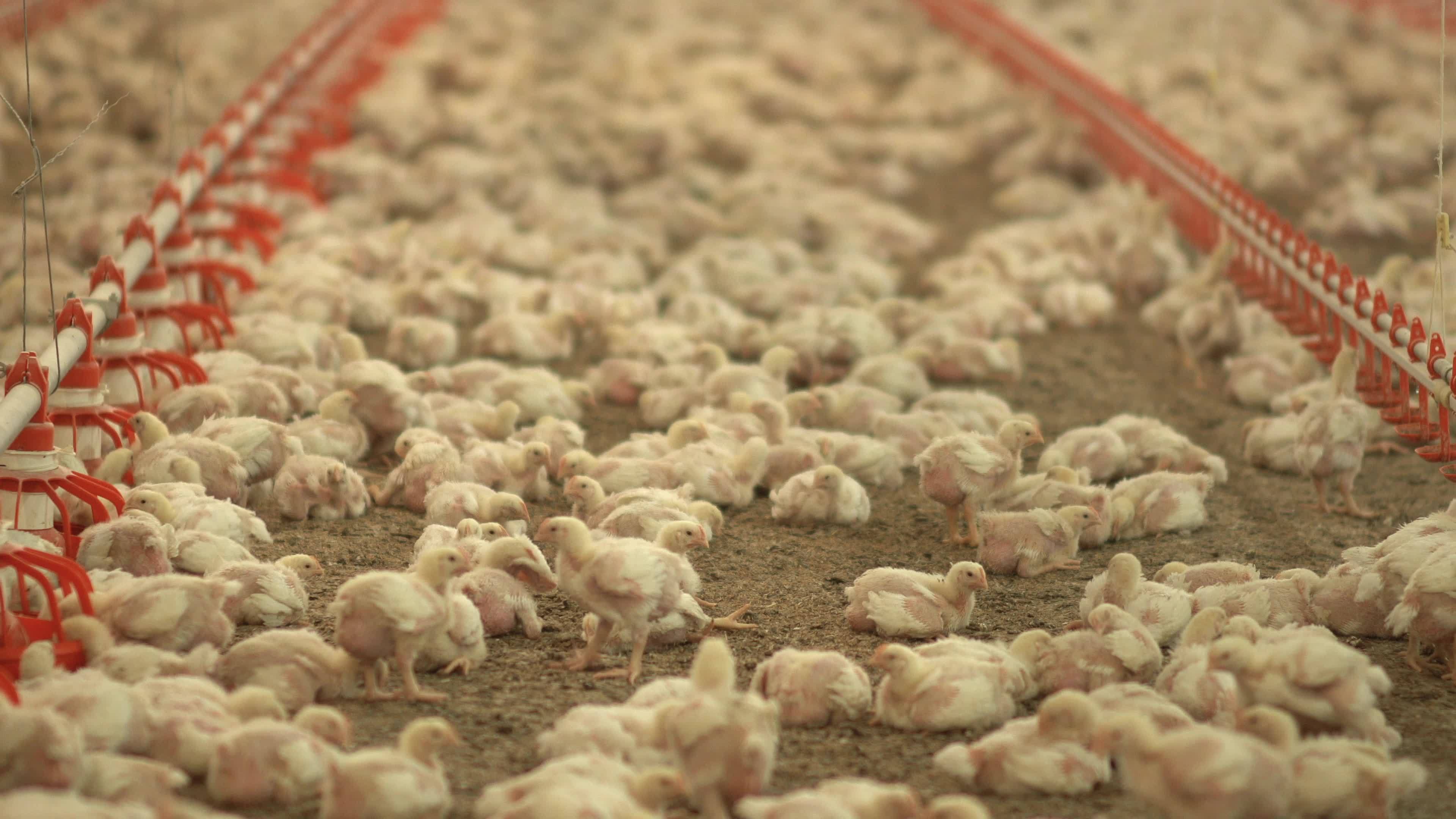 Chicks in the chicken fattening farm. The view of the chicks in the