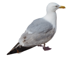 seagull bird animal transparent PNG