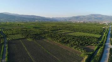Fruit trees in farmland. Fruit trees, fruit growing, agricultural lands in the wide plain plain. video