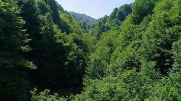 Forest with dense tree texture. Landscape of dense forest valley covered with green trees. video