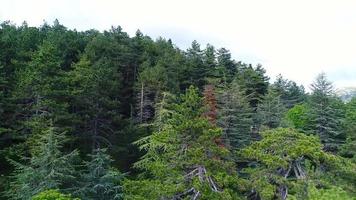 forêts de pins, forêt de vue aérienne. vue aérienne des forêts de pins conifères. video