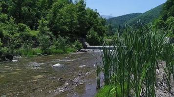 Stream flowing through the trees in the forest. Slow flow of clean stream water in close-up. video