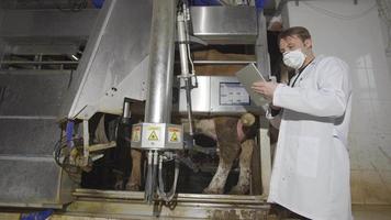 Farmer using automatic milking machine and tablet. The farmer controlling the automatic milking takes notes on the tablet. video