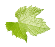 vitis grapevine leaf transparant png