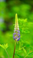 Beautiful Lupin standing alone with its contrasting colors, NovaScotia ,Canada photo