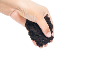 soil in hands , Hands dirty with clay black wheat in hands isolate background png