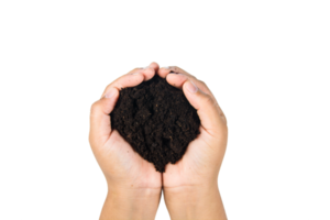 soil in hands , Hands dirty with clay black wheat in hands isolate background png