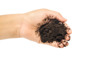 soil in hands , Hands dirty with clay black wheat in hands isolate background png