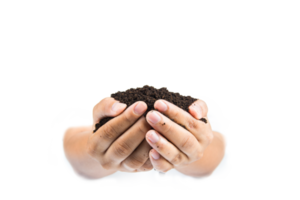 soil in hands , Hands dirty with clay black wheat in hands isolate background png