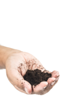 soil in hands , Hands dirty with clay black wheat in hands isolate background png