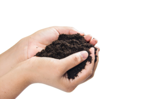jord i händerna, händerna smutsiga med lera svart vete i händerna isolera bakgrund png